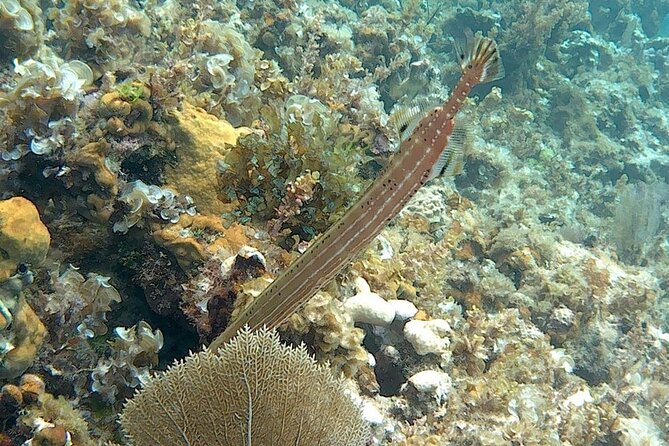 Incredible Negril Guided Snorkeling To Reef, Anchor, and Cannon - A two-hour route with more than ordinary reef viewing