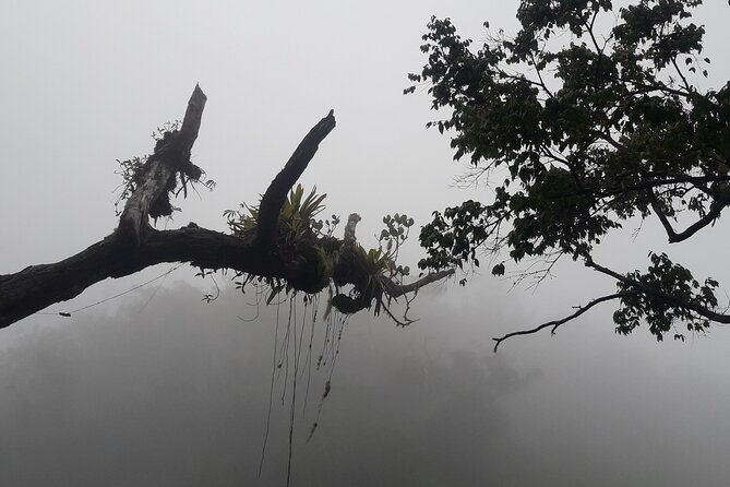 Jamaica Blue Mountain Guided Nature Tour - New Castle at more than 3,500 feet