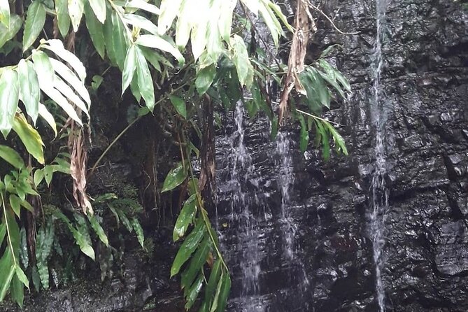 Jamaica Blue Mountain Guided Nature Tour - The return to Kingston