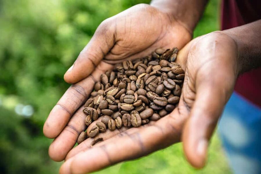 Jamaica: Blue Mountains Full Day Tour with Brunch & Lunch - Seeing Coffee Grow on a Small Mountain Farm