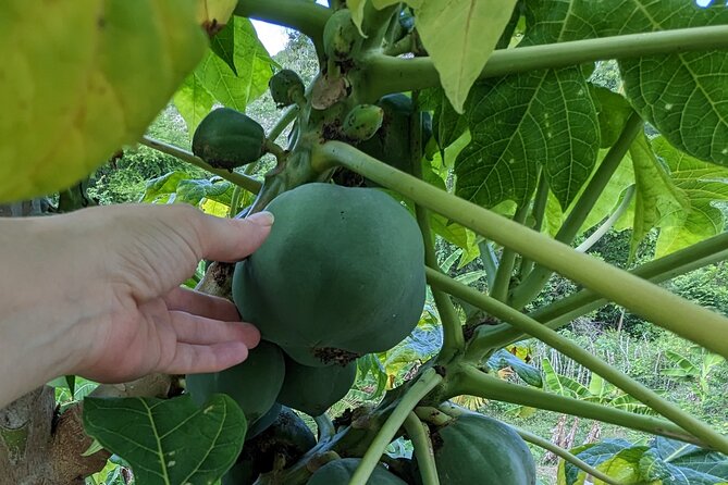Jamaican Roots Tropical Farm Tour - Taste & Explore (Negril) 2hr - Pickup, group size, and the one practical concern