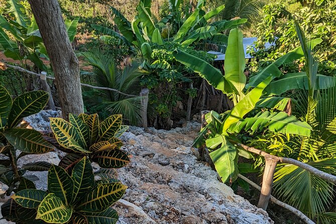 Jamaican Roots Tropical Farm Tour - Taste & Explore (Negril) 2hr - Fruit tasting from the trees and kitchen