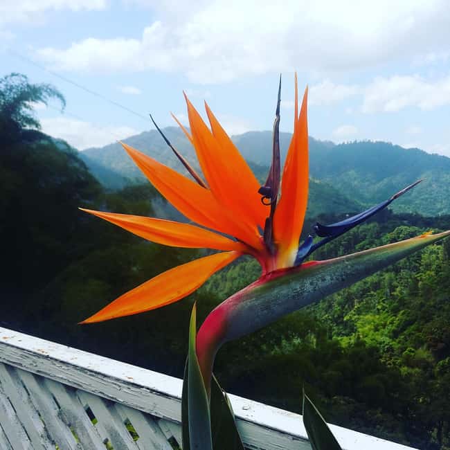 Kingston Blue Mountains Tour with Coffee Tasting - What you learn about Blue Mountain Coffee