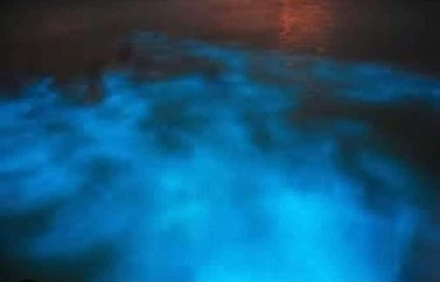 Luminous Lagoon Experience: Ocho Rios Runaway Bay & Falmouth - The best part: making the water glow yourself