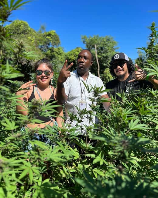 Marijuana Farm, Bamboo Rafting and Doctors Cave Beach Tour - Should You Book the Farm, Raft, and Beach Tour?