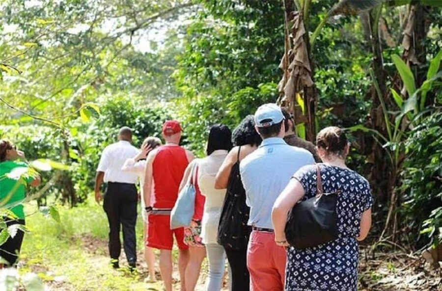 Montego bay Highlight Tour - Should you book Montego Bay Highlight Tour?