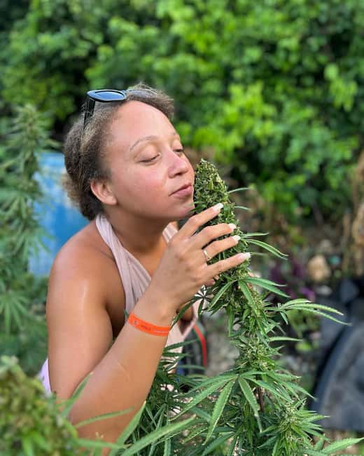 Montego Bay: Marijuana Farm and Bird Sanctuary Tour - What this Montego Bay outing really includes