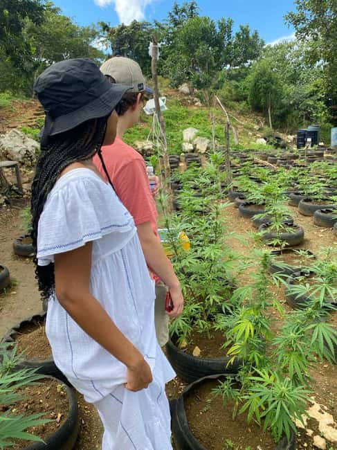 Montego Bay: Marijuana Farm and Bird Sanctuary Tour - The bird sanctuary offers the most hands-on time