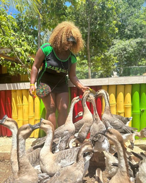 Montego Bay: Marijuana Farm and Bird Sanctuary Tour - Price, extra fees, and what counts as good value