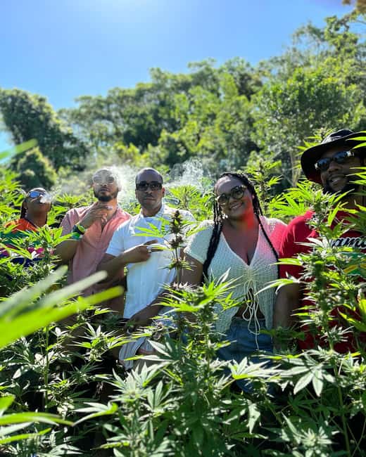 Montego Bay: Marijuana Farm Private Tour with Transportation - From Your Hotel to the Farm