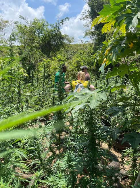 Montego Bay: Marijuana Farm Private Tour with Transportation - Practical Details That Matter