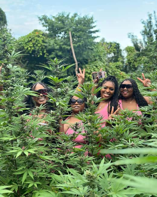 Montego Bay Marijuana Farm Tour - Key points to know before you book