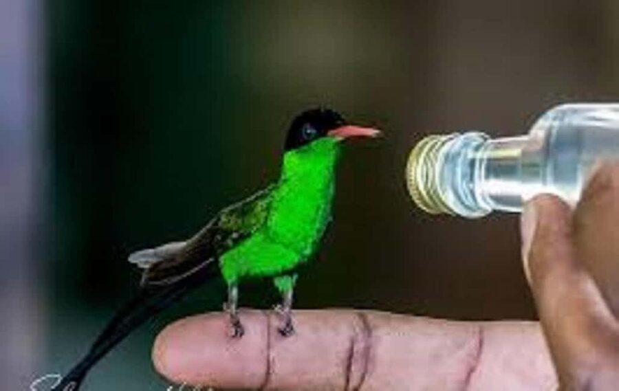 Montego Bay: Private Rocklands Bird Sanctuary Trip - Feeding the Doctor Bird and Jamaican Mango