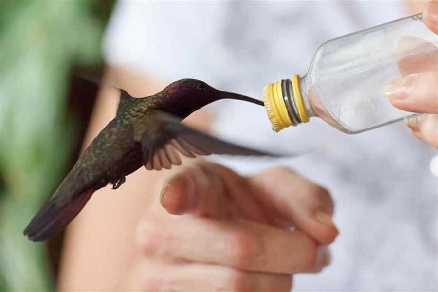 Montego Bay: Private Rocklands Bird Sanctuary Trip - How the guides and driver shape the visit