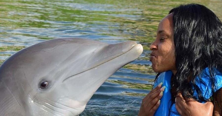 Montego Bay: Swim With The Dolphins Adventure in Lucea - What the $174 price really buys you