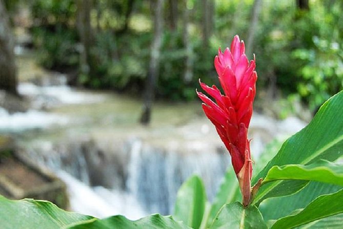 Montego Bay to Dunn's River Falls Half-Day Trip - Guides, Safety, and Tipping