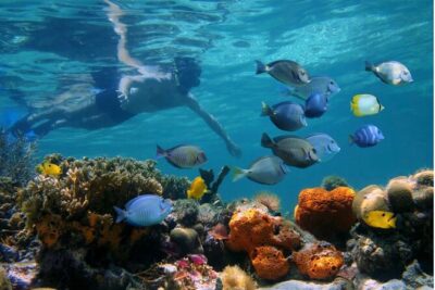 Negril Glass Bottom Boat Tour Snorkeling and Booby Cay