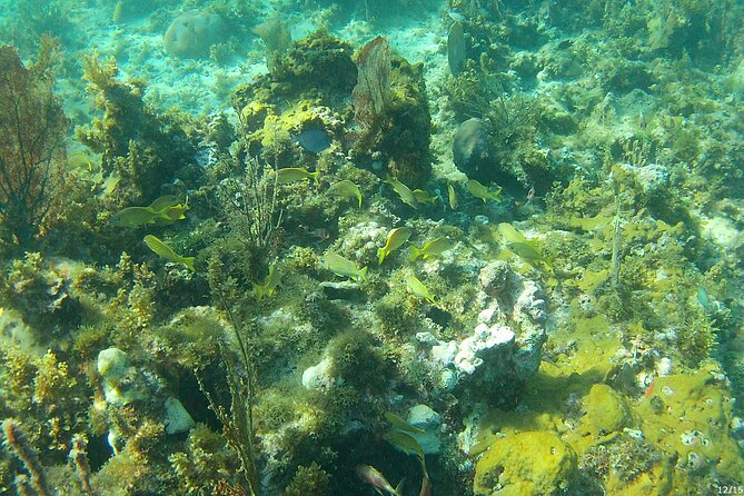 Negril Glass Bottom Boat Tour Snorkeling and Booby Cay - Practical advice for a smoother morning