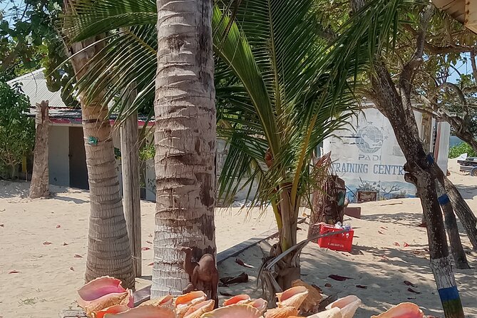 Ocho Rios Scenic Views, Culture and Adventure - Is $70 a Fair Price?
