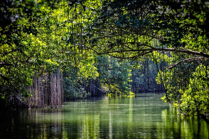 Private Appleton YS Falls and Black River Tour from Montego Bay - Who will get the most from this tour