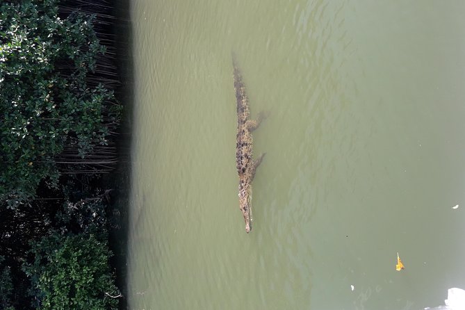 Private Black River Safari Tour from Montego Bay - The story of Black River and early Jamaica