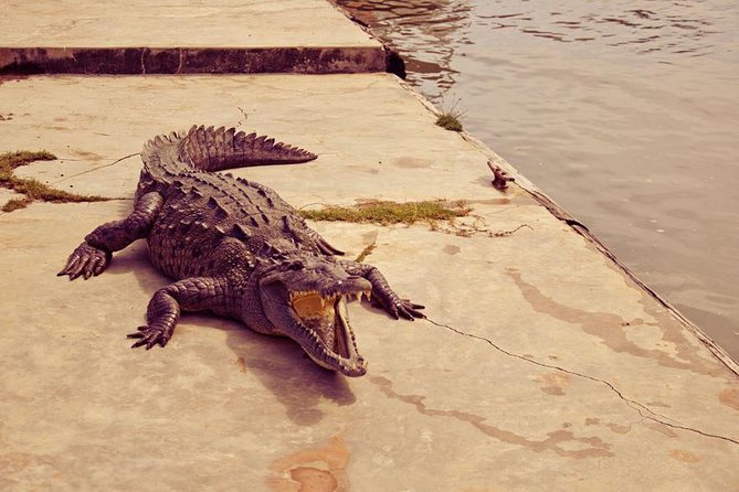 Private Black River Safari Tour from Montego Bay - What to know before you book