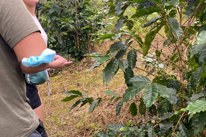 Private Blue Mountain tour from Ocho Rios - Lunch, water, and the value of the $155 price