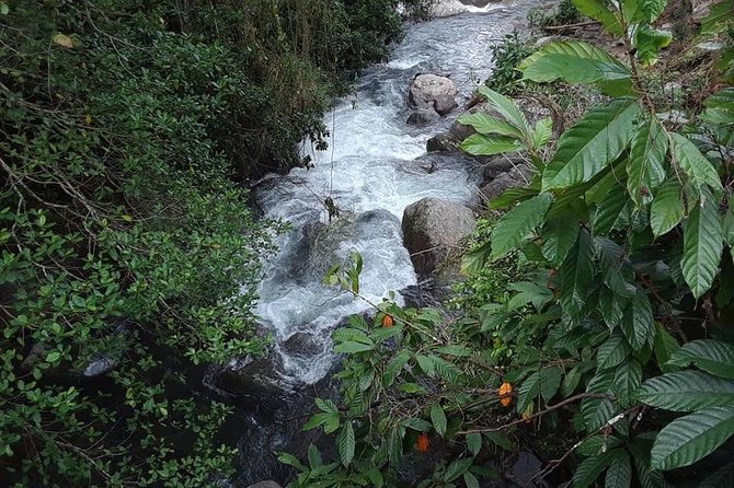 Private Blue Mountain tour from Ocho Rios - The two-hour ride and the changing scenery