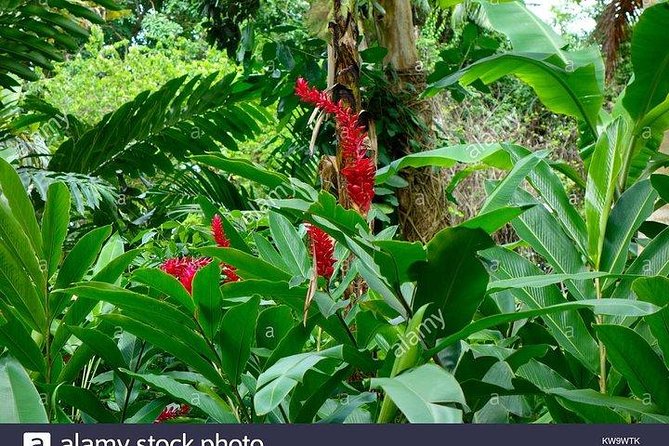 Private Combo Tour From Ocho Rios To Blue Hole & Konoko Falls - Through White River to Blue Hole