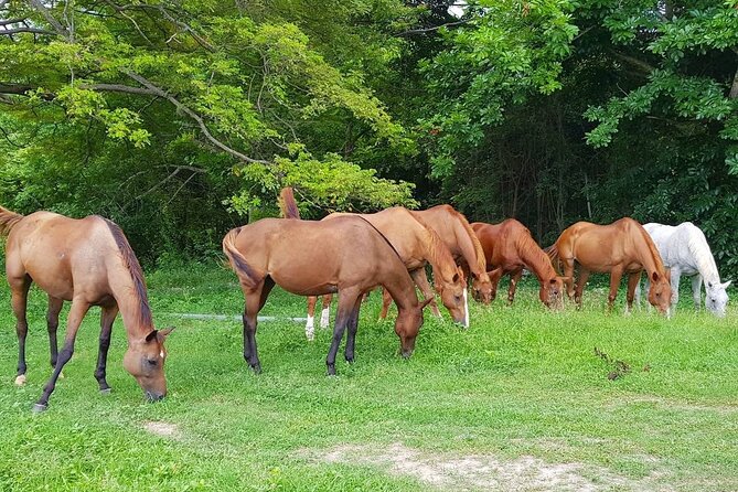 Private Horseback Riding, Swimming and Dunn's River Falls Tour - Why this private Montego Bay day works