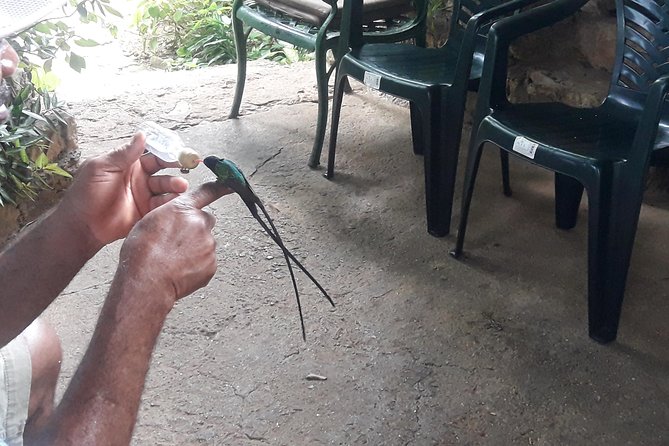 Private Rockland Bird Sanctuary Tour from Montego Bay - Quick points to know before booking