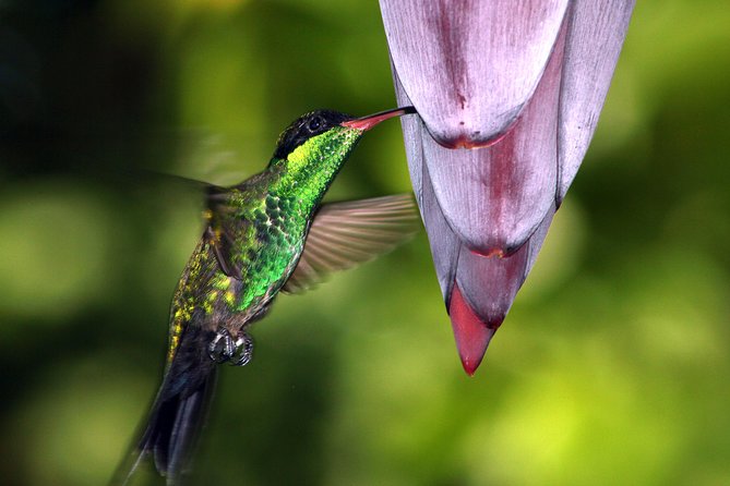 Private Rockland Bird Sanctuary Tour from Montego Bay - Why Rockland Bird Sanctuary feels different