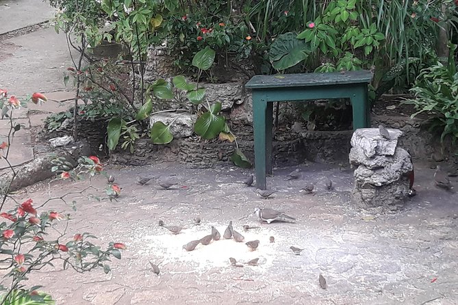 Private Rockland Bird Sanctuary Tour from Montego Bay - Timing, weather, and bird activity