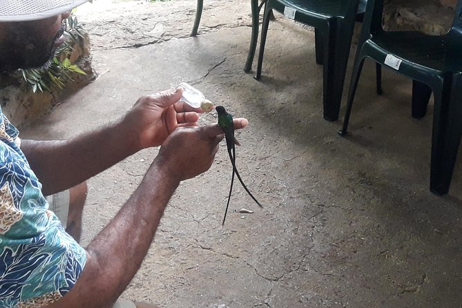 Private Rockland Bird Sanctuary Tour from Montego Bay - Who will enjoy this most