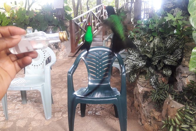 Private Rockland Bird Sanctuary Tour from Montego Bay - How this compares with a typical resort excursion