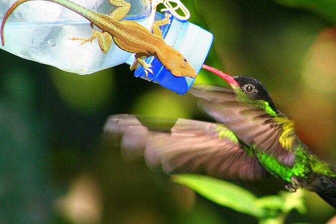 Rockland Bird Sanctuary plus Montego Bay Highlights & Shopping Private Tour - Why Rocklands is worth the ride from Montego Bay