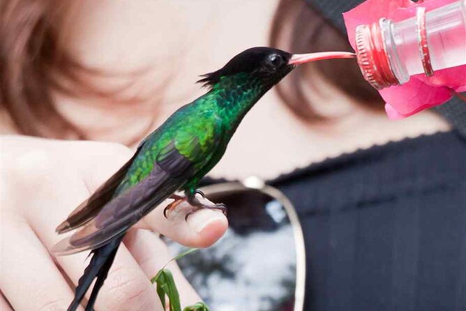 Rockland Bird Sanctuary plus Montego Bay Highlights & Shopping Private Tour - A private vehicle makes the outing easier