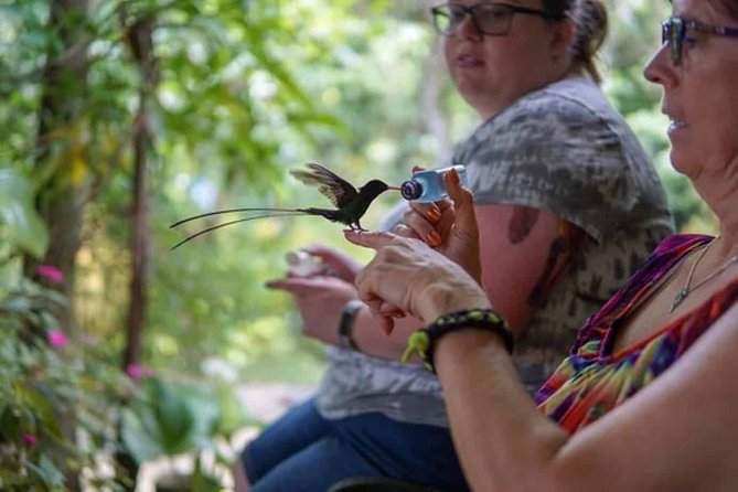 Rockland Bird Sanctuary plus Montego Bay Highlights & Shopping Private Tour - The hummingbirds you may see at Rocklands