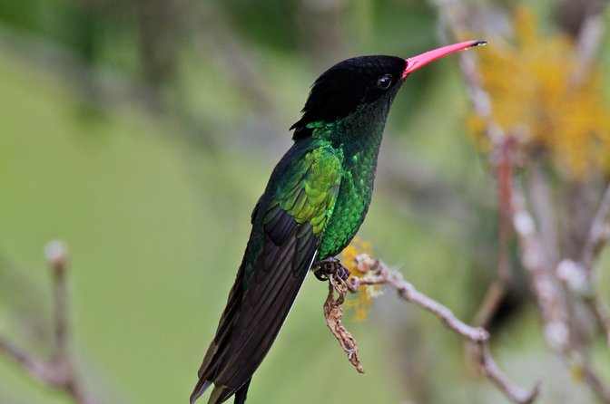 Rockland Bird Sanctuary Private Tour - Small birds, seed feeding, and the wider bird list