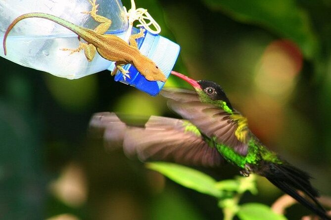 Rockland Bird Sanctuary Private Tour - My call: book it for the birds, not the spectacle