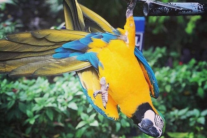 Rockland Bird Sanctuary Tour [Transportation] Hotel Pick-Up - Key things to know before you book