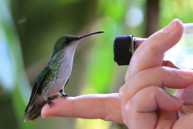Rocklands Bird Sanctuary and Montego Bay Highlights - Key points to know before booking
