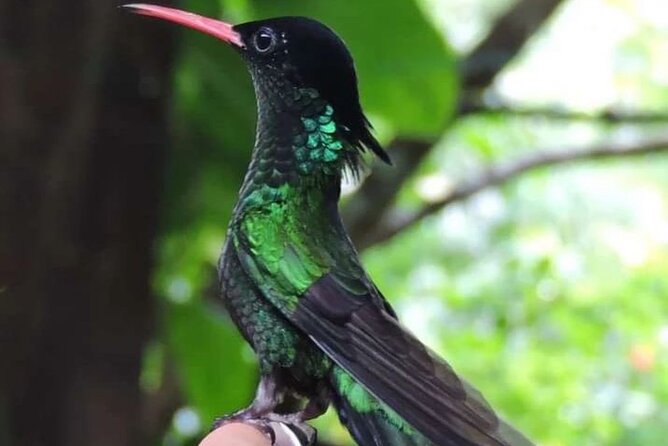 Rocklands Bird Sanctuary and Montego Bay Highlights - The ride from Montego Bay to Rocklands