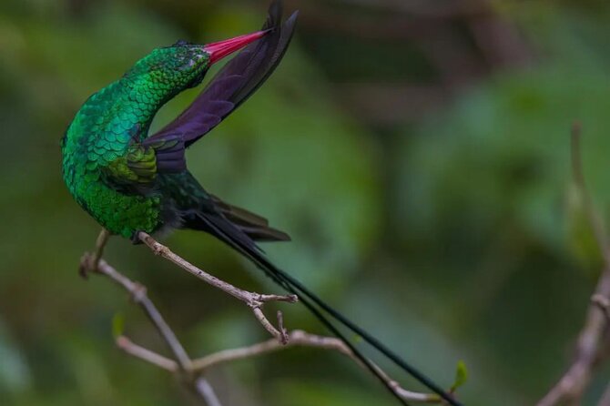 Rocklands Bird Sanctuary and Montego Bay Highlights - The 90-minute sanctuary visit