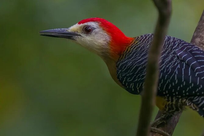 Rocklands Bird Sanctuary and Montego Bay Highlights - The hummingbird encounter