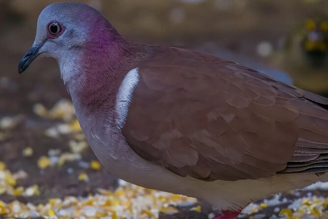 Rocklands Bird Sanctuary and Montego Bay Highlights - Montego Bay views and local stops