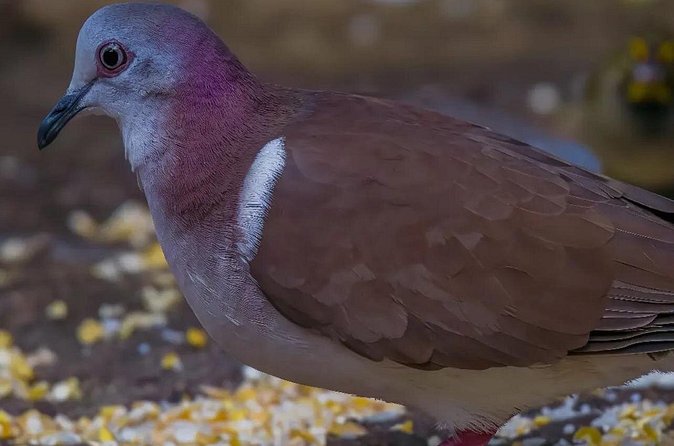 Rocklands Bird Sanctuary and Montego Bay Highlights - What the private format is worth at $120