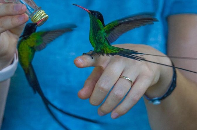 Rocklands Bird Sanctuary and Montego Bay Highlights - Who will enjoy this outing most