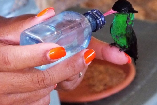 Rocklands Bird Sanctuary & City Highlights plus Shopping from Montego Bay - Why Rocklands deserves the time