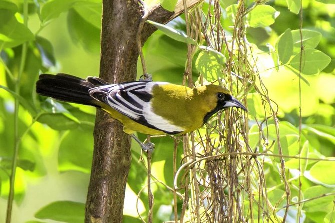 Rocklands Bird Sanctuary & City Highlights plus Shopping from Montego Bay - Richmond Hill for the view
